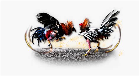 Cockfight Logo PNG Transparent Images Free Download .